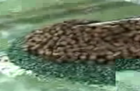 video 3